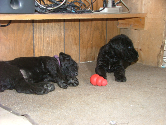 Chance&Pepper